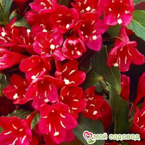 Вейгела цветущая “Ред Принц” в Данкове
