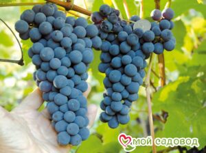 Виноград Амурский синий в Данкове