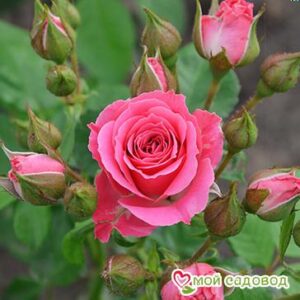 Роза Спрей розовый в Данкове