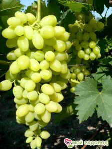 Виноград Осенний крупноплодный в Данкове