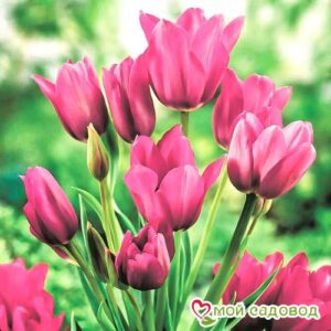 Тюльпан многоцветковый Пурпл Букет в Данкове