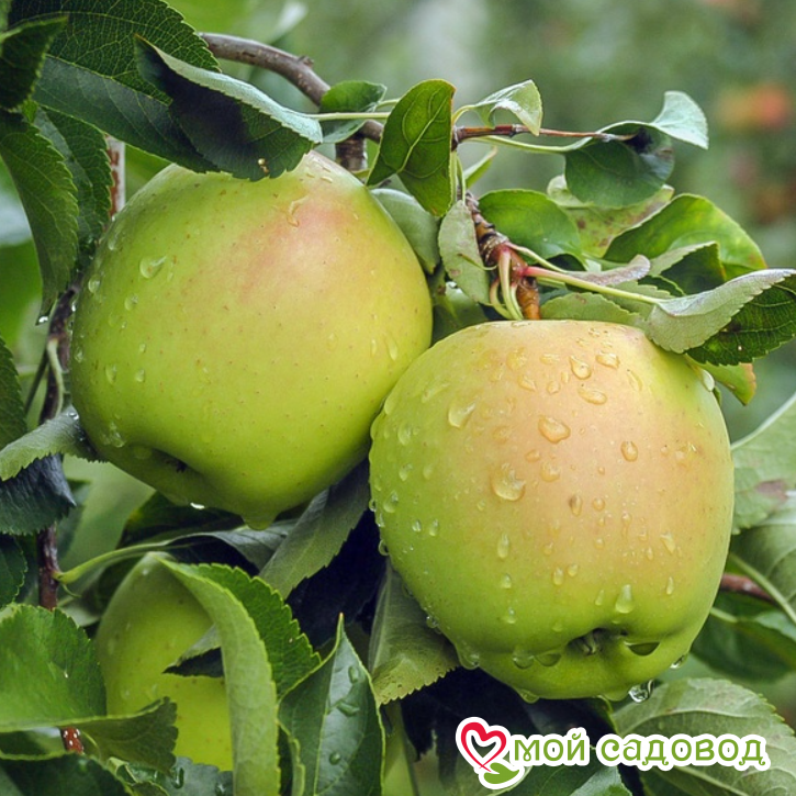Яблоко-груша Голден Делишес в Данкове